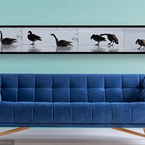 Fine Art Photography • Panoramic Wall Art • Mates for Life • Multi-Image Panel of Pair of Canada Geese • Winter Nature • High Res Print image 1