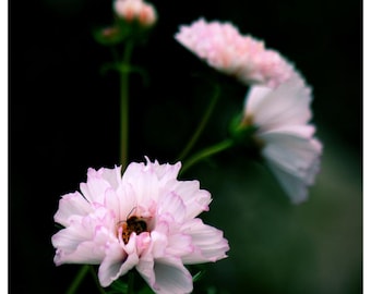 Seashell Cosmos • 2026 Year at a Glance Calendar • Yearly Calendar • Size: 12x23.25 • Semi-gloss Poster Paper