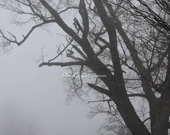 May include: A bare tree with branches reaching up into a foggy sky. The fog is thick and obscures the background.