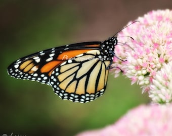 Fine Art Photography • Monarch on Sedum • Butterfly Resting on Delicate Sedum Blossoms • Nature Floral Bokeh • High Res Print