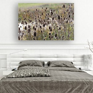 Fine Art Photography Nature Landscape Wild Teasel Wildflower Seed Pods on Prickly Stems Feathery Rustic High Res Print image 5