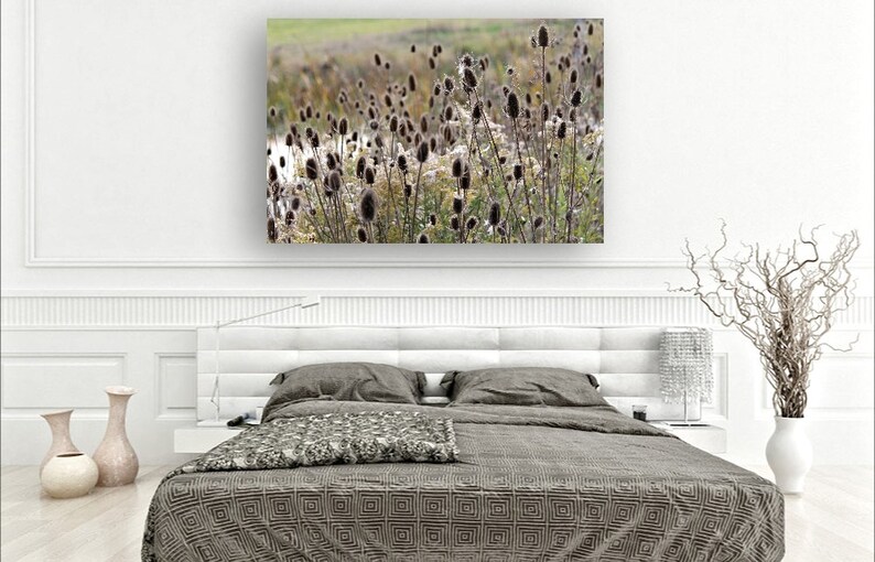 Fine Art Photography Nature Landscape Wild Teasel Wildflower Seed Pods on Prickly Stems Feathery Rustic High Res Print image 5