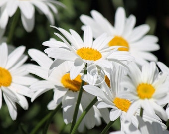 Fine Art Photography • Floral Nature • Daisies • Living Bouquet Illuminated by Brilliant Sunlight • High Res Print