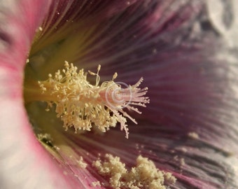 Photographie d’art • Nature florale • Fleur de Hollyhock • Plan rapproché sensuel de Hollyhock Stamen & Pollen renversé • Impression haute res