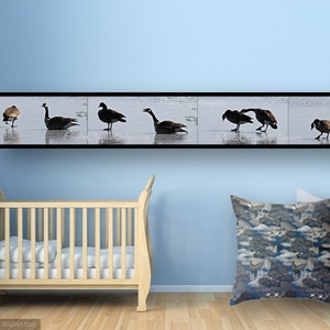 Fine Art Photography • Panoramic Wall Art • Mates for Life • Multi-Image Panel of Pair of Canada Geese • Winter Nature • High Res Print image 4