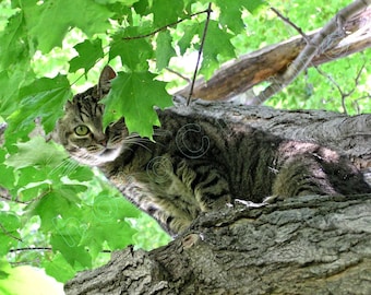 Fine Art Photography • Feline Portrait • Peek-a-Boo • Mischievous Tabby Cat Playing Peek-a-boo in a Maple Tree • High Res Print
