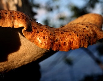 Fine Art Photography • Nature • Mushroom Lip • Dramatic Image of a Stunning Sensuous Mushroom Fungus • High Res Print