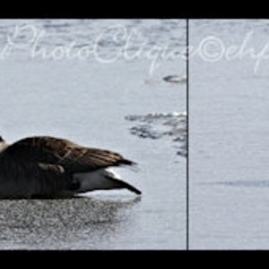 Fine Art Photography • Panoramic Wall Art • Mates for Life • Multi-Image Panel of Pair of Canada Geese • Winter Nature • High Res Print image 2