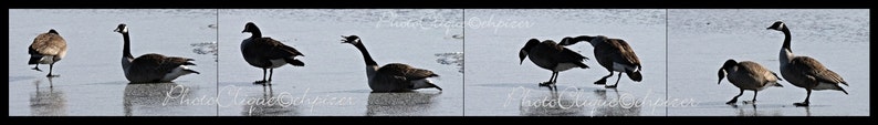 Fine Art Photography • Panoramic Wall Art • Mates for Life • Multi-Image Panel of Pair of Canada Geese • Winter Nature • High Res Print image 2