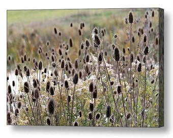 Canvas Wrap Print Large Wall Art Photography Wild Teasel Wildflower Seed Pods on Prickly Stems Feathery Rustic Landscape Nature