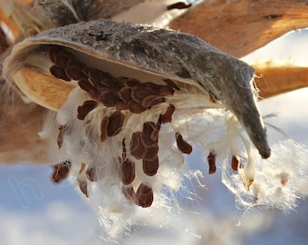 Fine Art Photography • Nature • Milkweed in Winter • Graceful Feathery Rustic • High Res Print
