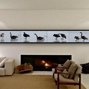 Fine Art Photography • Panoramic Wall Art • Mates for Life • Multi-Image Panel of Pair of Canada Geese • Winter Nature • High Res Print image 5