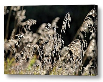 Canvas Wrap Print Large Wall Art Photography Meadow Grass Graceful Stems of Wild Meadow Grass Feathery Rustic Bokeh Nature