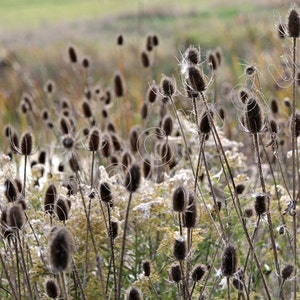 Fine Art Photography Nature Landscape Wild Teasel Wildflower Seed Pods on Prickly Stems Feathery Rustic High Res Print image 1