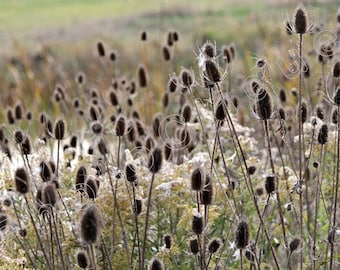 Fotografía de bellas artes • Paisaje de la naturaleza • Teasel salvaje • Vainas de semillas de flores silvestres en tallos espinosos • Rústico emplumado • Estampado de alta res
