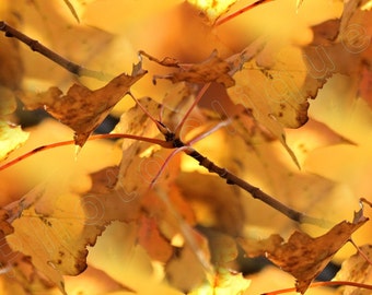 Könnte beinhalten: Nahaufnahme eines Zweigs mit gelben und braunen Blättern. Die Blätter sind zart und durchscheinend, mit einem weichen, goldenen Schimmer. Der Hintergrund ist verschwommen, was einen verträumten Herbststimmung erzeugt.