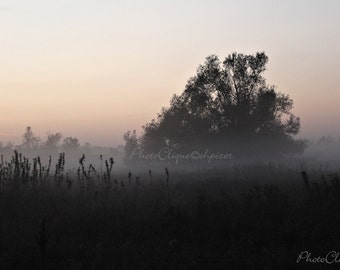 Fine Art Photography • Landscape Nature • In a Twilight Mist • Evocative Scene of Low-lying Mist • High Res Print