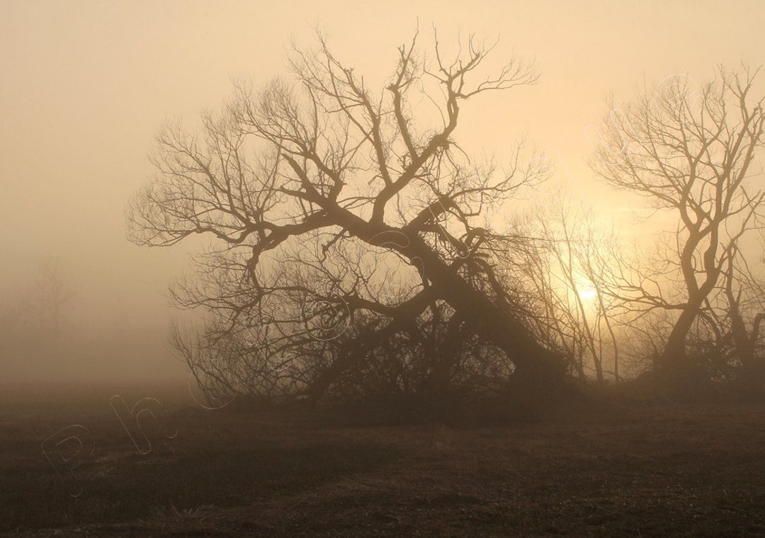 Fine Art Photography • Landscape Nature • Trees in the Mist • Magical ...