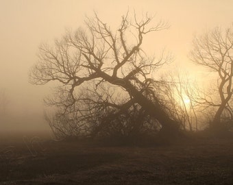 Fine Art Photography • Landscape Nature • Trees in the Mist • Magical Scene of Trees Silhouetted in Fog • Rustic • High Res Print
