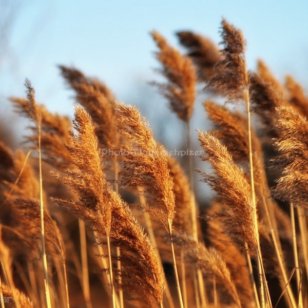 Fine Art Photography • Nature • Golden Plumes • Tall Stems of Feathery Ornamental Grasses • Rustic Bokeh • High Res Print