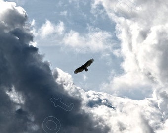 Fine Art Photography • Bird Nature Skyscape • In the Clouds • Dramatic Cloudscape Scene with Hawk in Flight • High Res Print