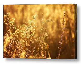 Canvas Wrap Print Large Wall Art Photography Fields of Gold Long Stemmed Meadow Grass & Chicory Bathed in Golden Sunlight Nature