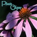 Propietario de <a href='https://www.etsy.com/mx/shop/PhotoClique?ref=l2-about-shopname&from_page=listing' class='wt-text-link'>PhotoClique</a>