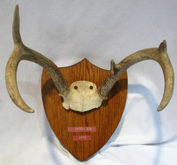 Vintage 6-point Deer Antler Mount: 1970s Brandy Run Trophy - Etsy