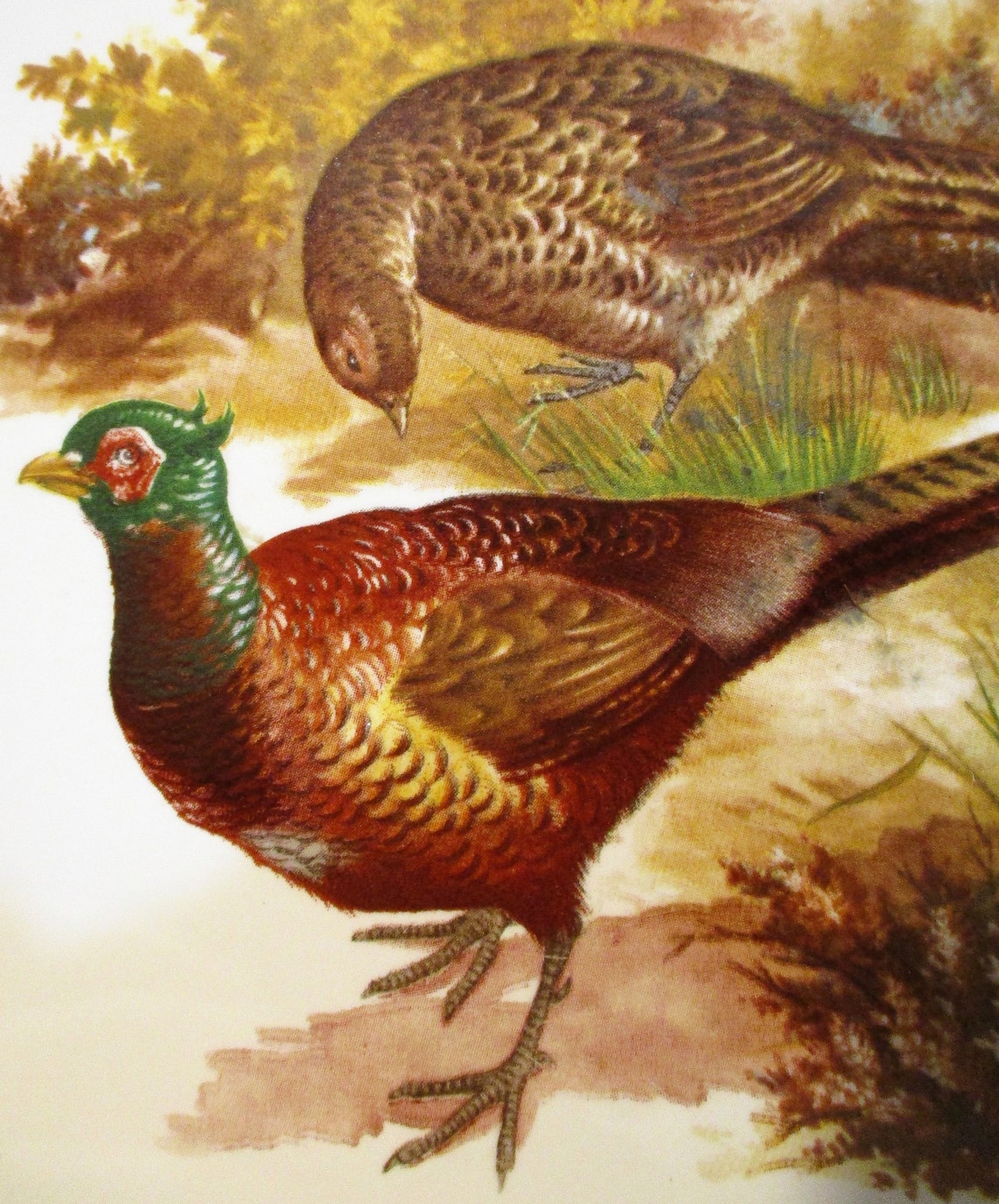 Pheasant Tile Male and Female Pheasants Decorative Vintage Etsy