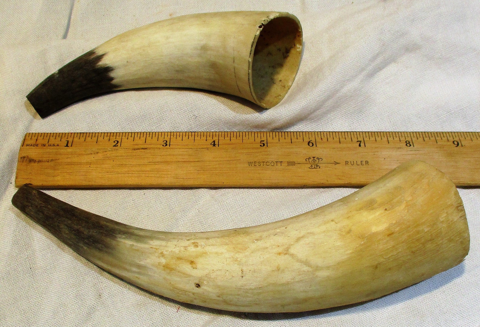 Cattle Horns Two Hollow Steer Horns Taxidermy Salvage Etsy