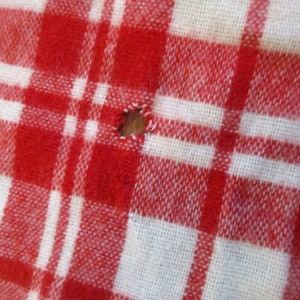 May include: Red and white checkered fabric with a small hole in the center.
