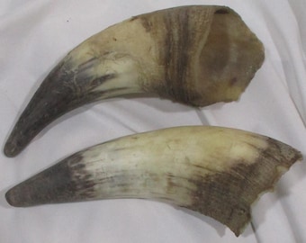 Cattle Horns, Hollow Steer Horns, Taxidermy Salvage, Repurpose for DIY Decor