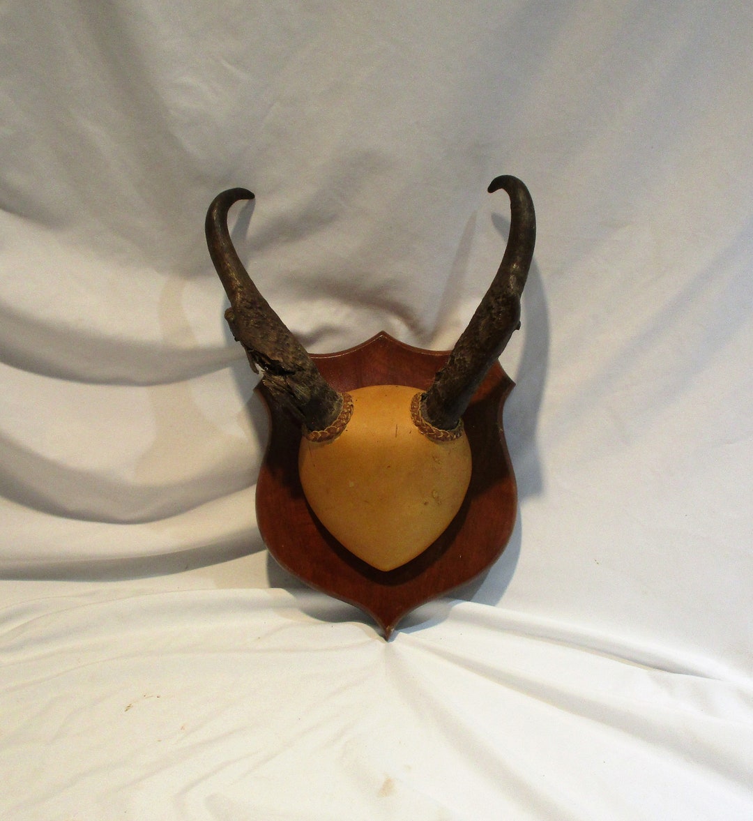 Pronghorn Antelope Horns and Mounted Skull, Great Vintage Decor or