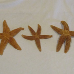 Natural Starfish, Real Dried Starfish Shells, Set of 3, Beach House, Coastal, Nautical Seashell Decor