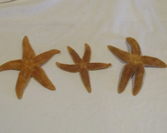 Dried Starfish Shells: Set of 3, Nautical Coastal Decor