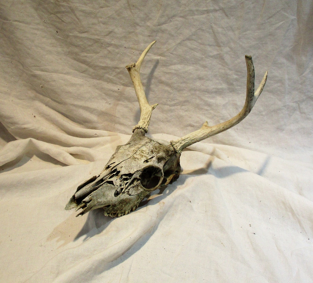 6 Point Deer Antler Skull, Vintage Taxidermy Display - Etsy Canada