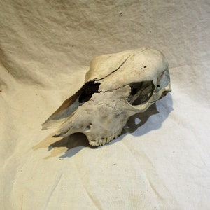 Skull, Predator, Carnivore, Herbivore, Large Head and Upper Jaw Skeleton, Natural History Salvage