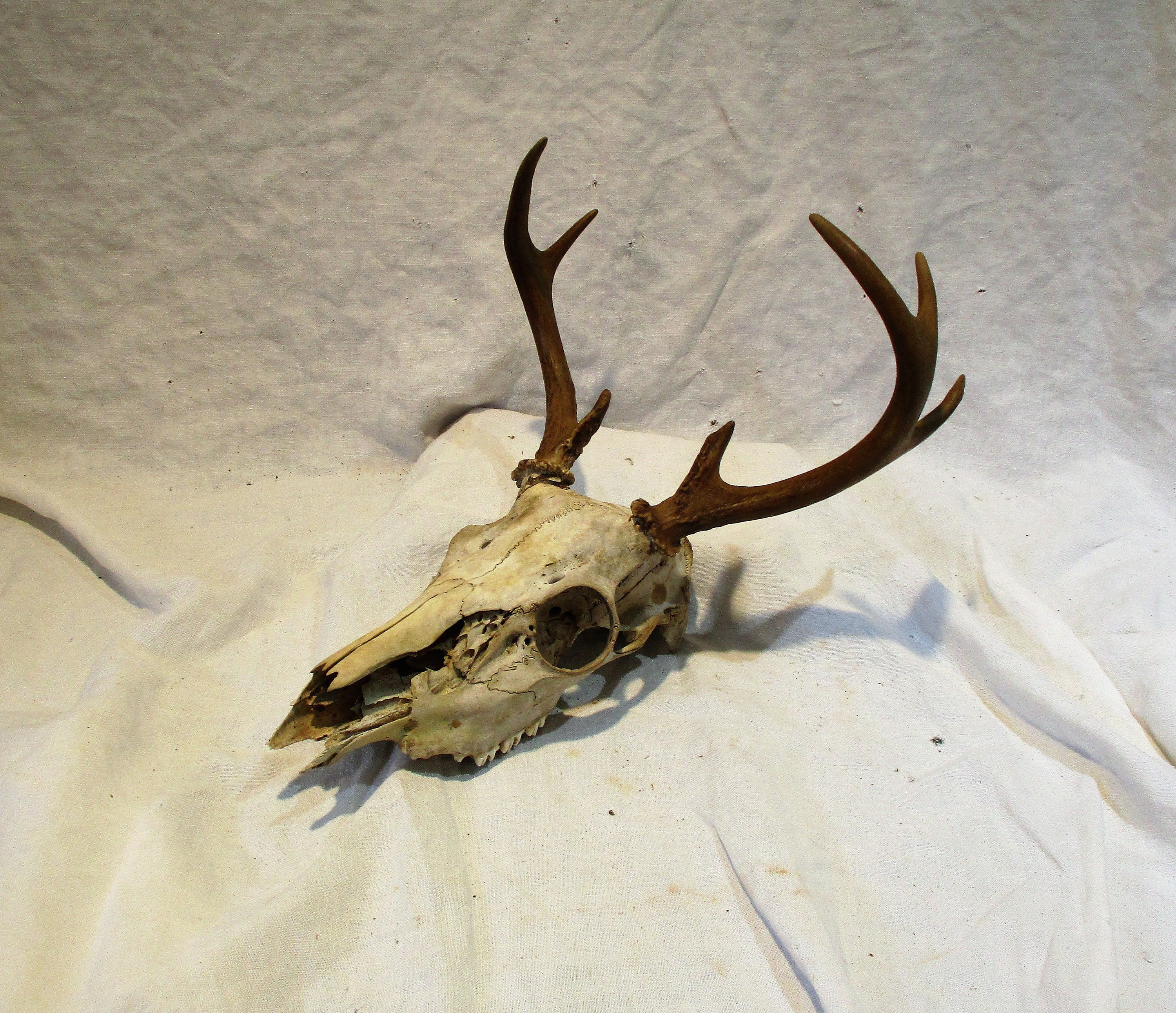 Bois de cerf et crâne de cerf, 7 points, grand décor de taxidermie vintage  ou réutilisation comme présentoir à bijoux -  France