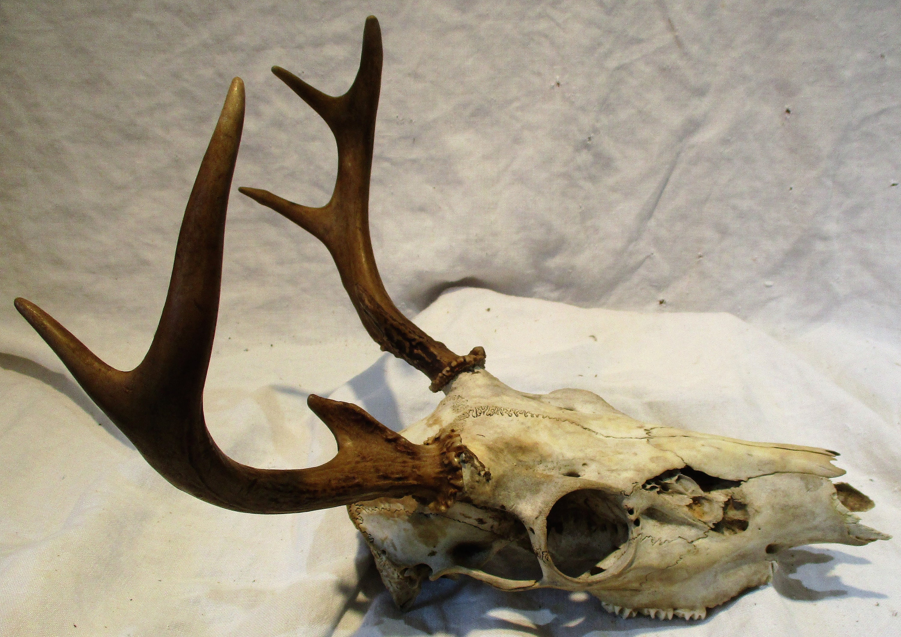 Excellent 7-Point Whitetail Buck Deer Skull & Antlers Taxidermy Mount -  SafariWorks Decor