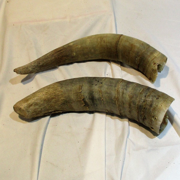 Taxidermy Hangers Etsy