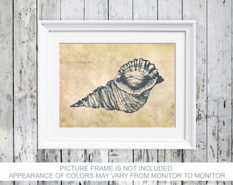 Seashell Print: Coastal Beach House Wall Art