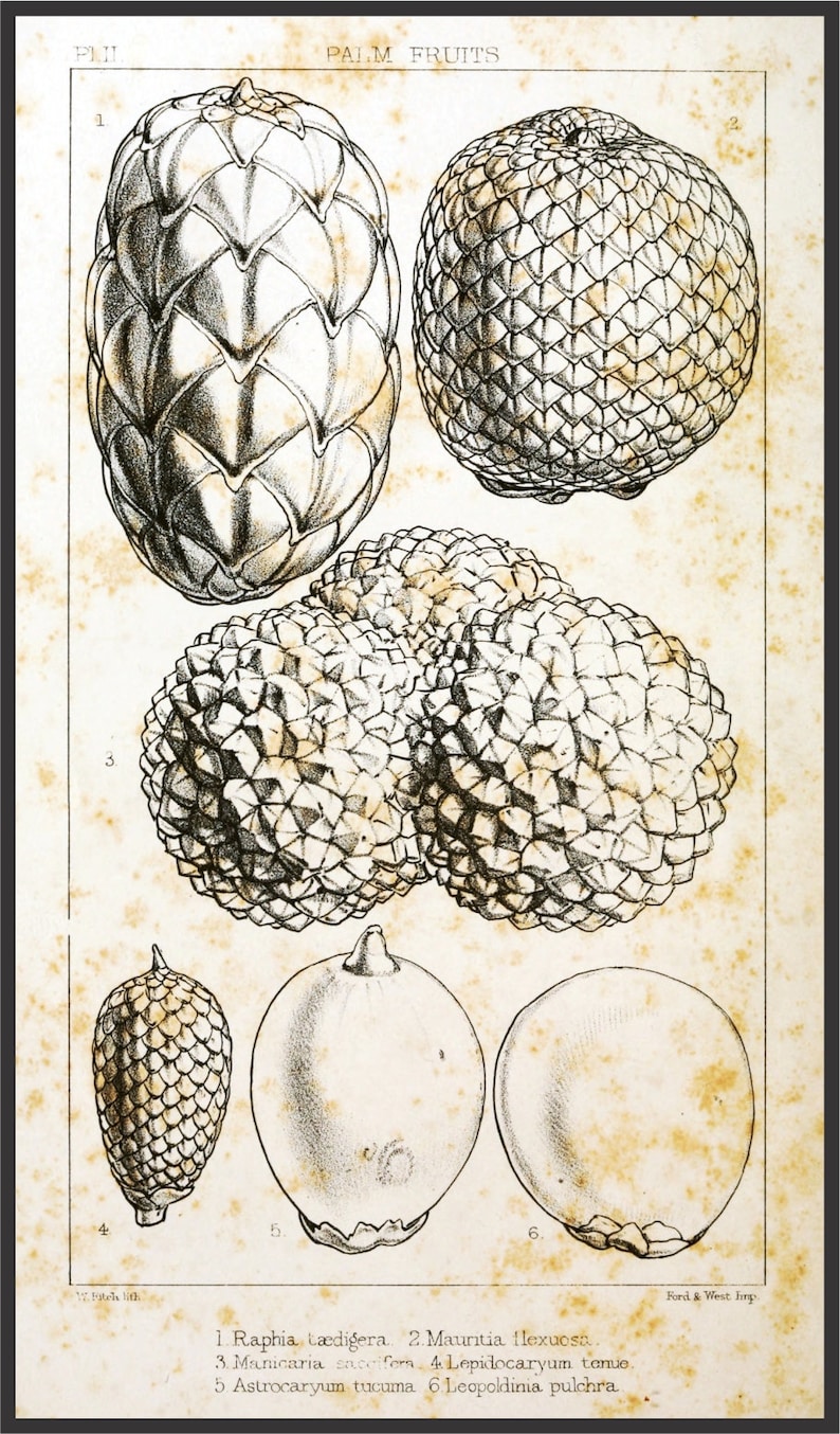 Vintage Palm Tree Fruits Drawing Poster high Quality Art Etsy