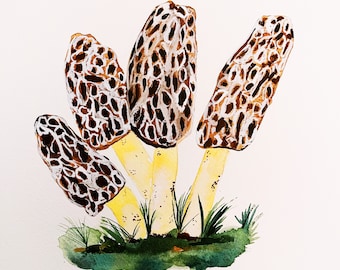 Morel Mushrooms, 9x12”. Print of Watercolor. Fine Art-Kitchen Art. Foodie. Mushrooms.