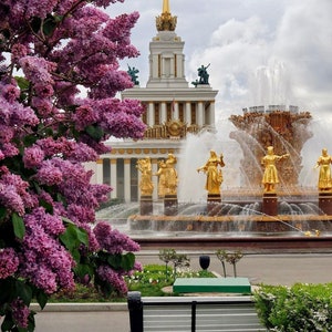 May include: A white building with a tall spire and a fountain in front of it. The fountain has multiple jets of water and golden statues. A purple lilac bush is in the foreground.