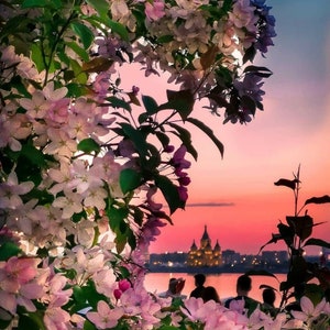 May include: A pink and orange sunset over a city skyline, framed by a blooming white and pink tree. The city skyline features a tall building with a pointed roof.