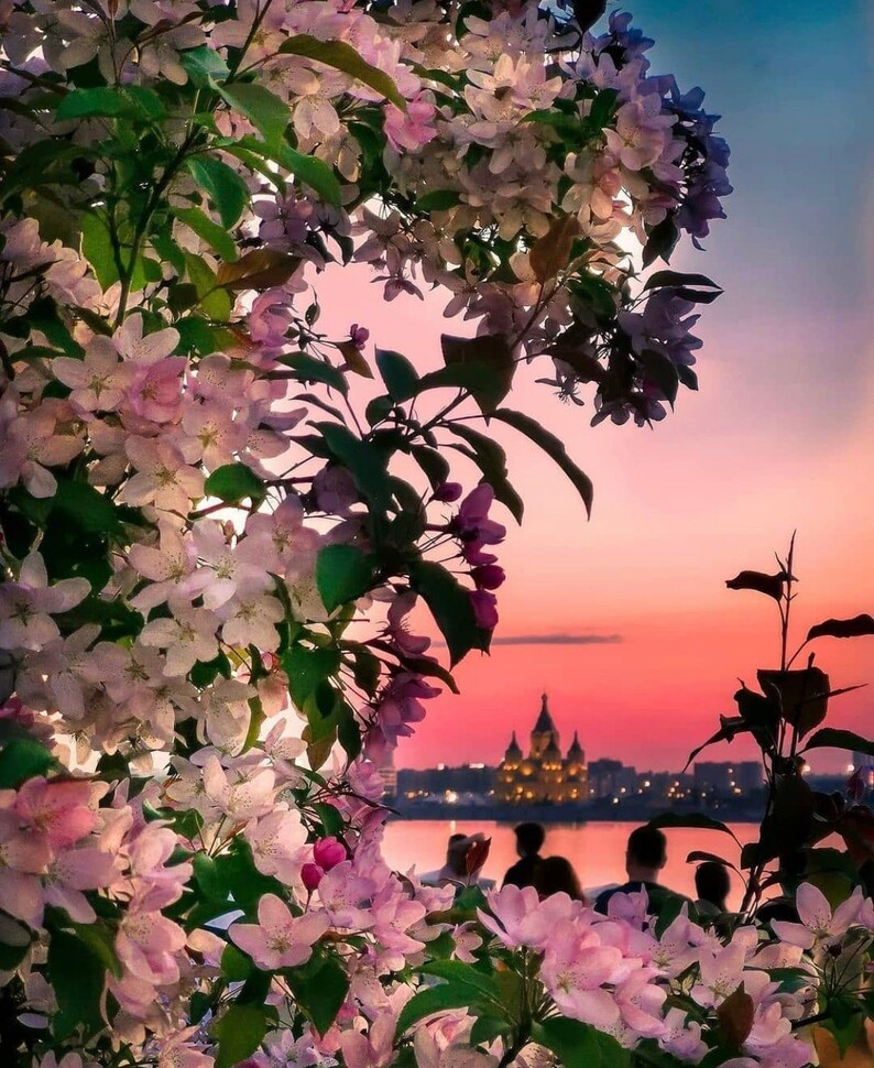 May include: A pink and orange sunset over a city skyline, framed by a blooming white and pink tree. The city skyline features a tall building with a pointed roof.