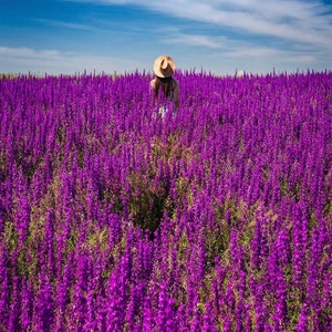 May include: A person wearing a straw hat stands in a field of purple flowers. The flowers are tall and dense, creating a sea of purple.