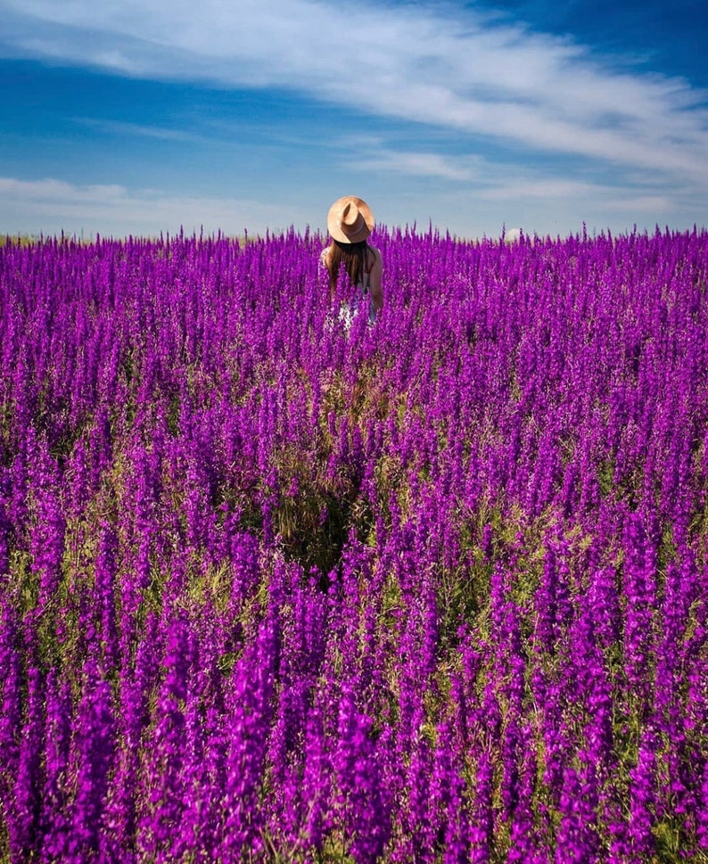 May include: A person wearing a straw hat stands in a field of purple flowers. The flowers are tall and dense, creating a sea of purple.