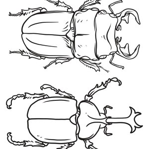 May include: A black and white line drawing of two beetles. The beetles are drawn from a top-down perspective. The beetles have long, spiky legs and antennae.