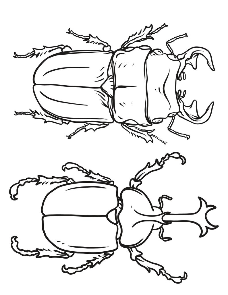 Bugs and Insects Children & Adult Coloring Pages 23 Digital Coloring Pages Printable, PDF Download image 4